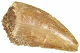 Serrated Raptor Tooth - Real Dinosaur Tooth #371473-1